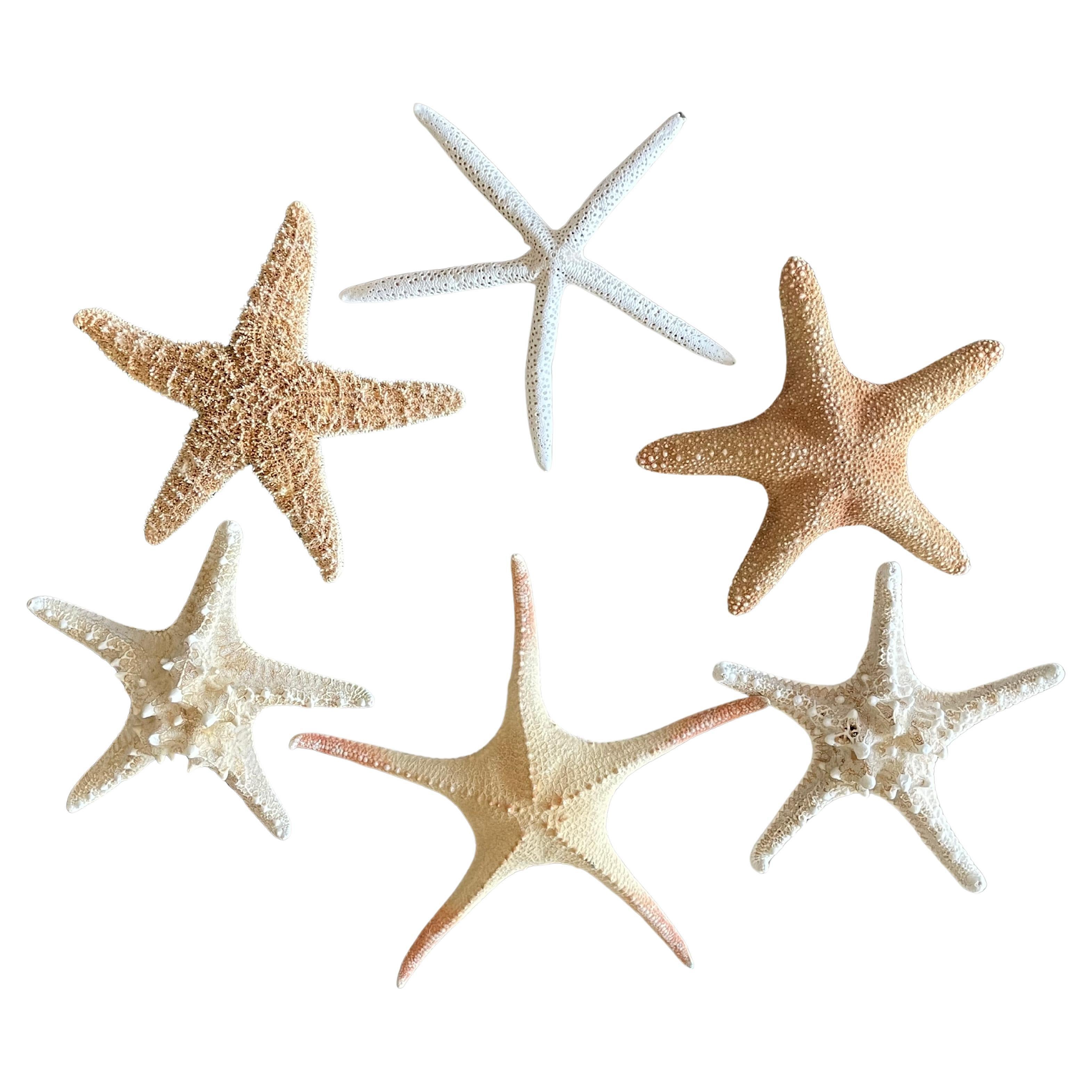 6 pcs Natural History Marine Specimens Sea Stars Taxidermy