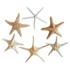 6 piezas Historia Natural Especímenes Marinos Estrellas de Mar Taxidermia