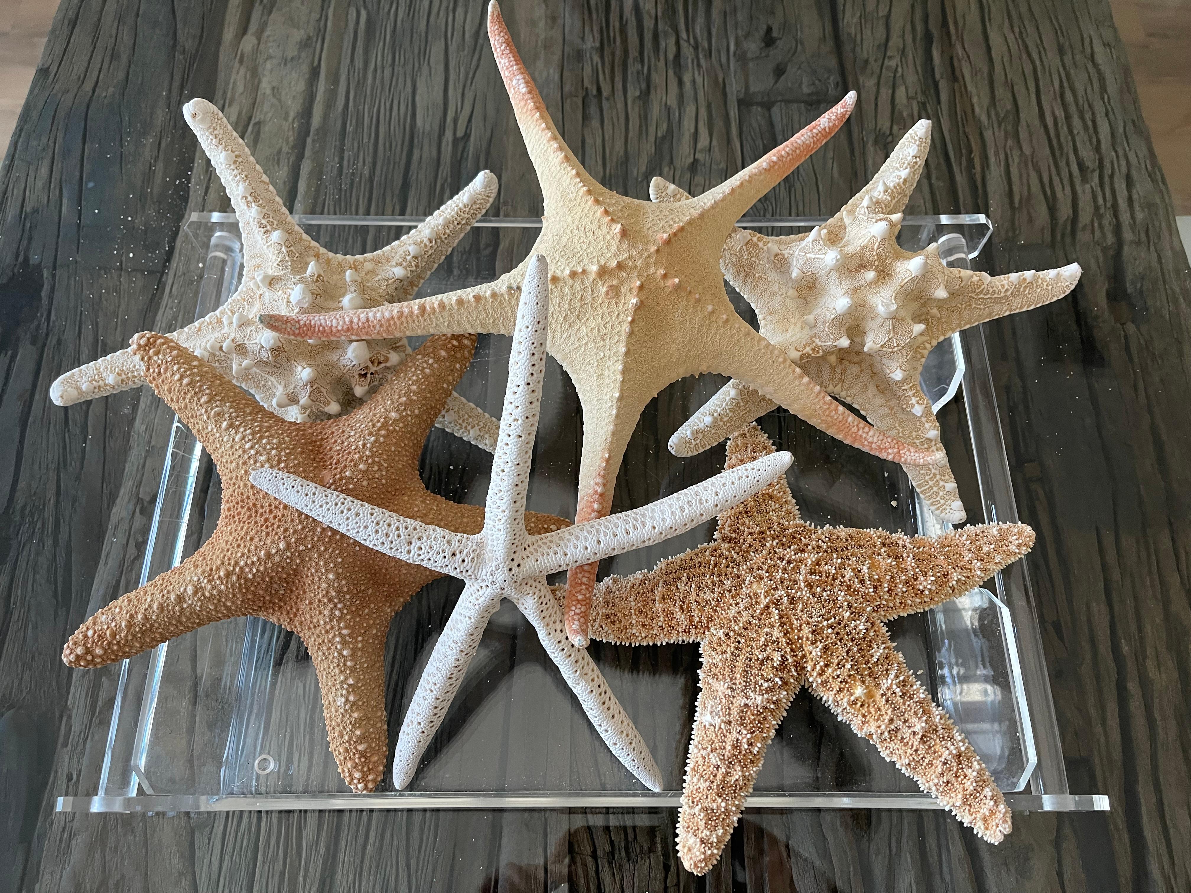 6 pcs Natural History Marine Specimens Sea Stars Taxidermy For Sale 4