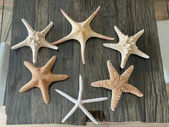 6 pcs Natural History Marine Specimens Sea Stars Taxidermy