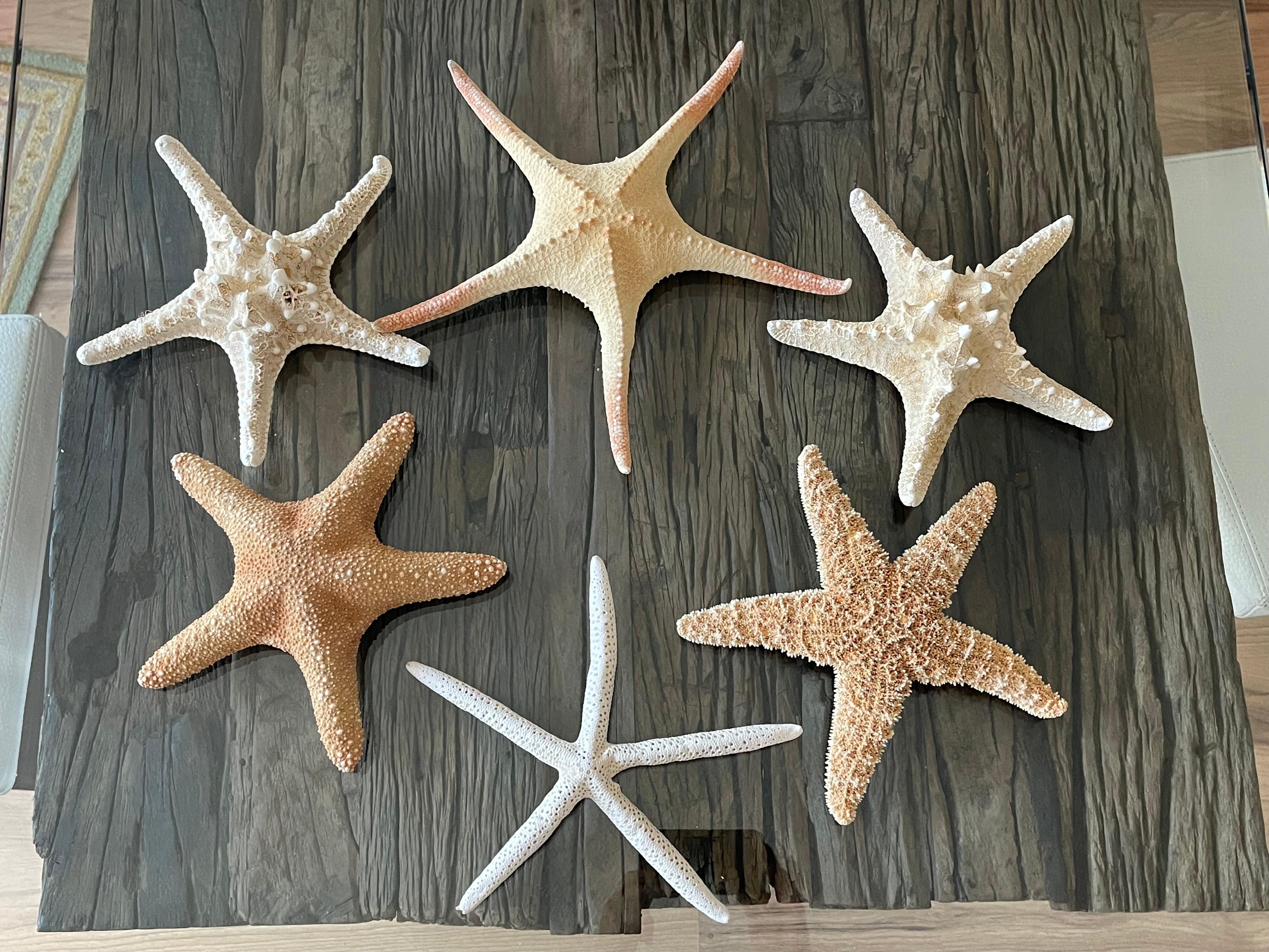 Organic Modern 6 pcs Natural History Marine Specimens Sea Stars Taxidermy For Sale