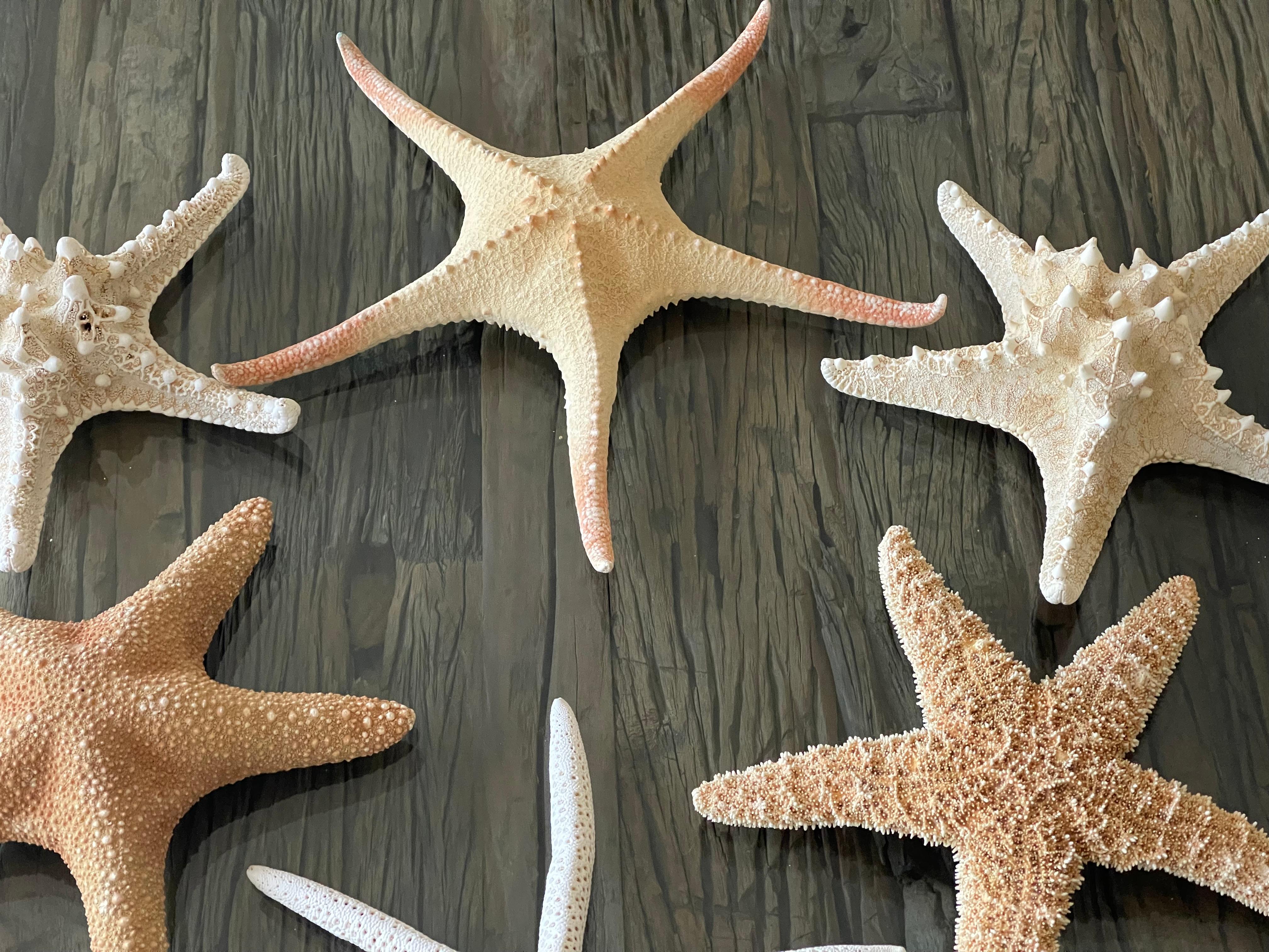 6 pcs Natural History Marine Specimens Sea Stars Taxidermy In Good Condition For Sale In Boca Raton, FL