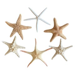 Used 6 pcs Natural History Marine Specimens Sea Stars Taxidermy