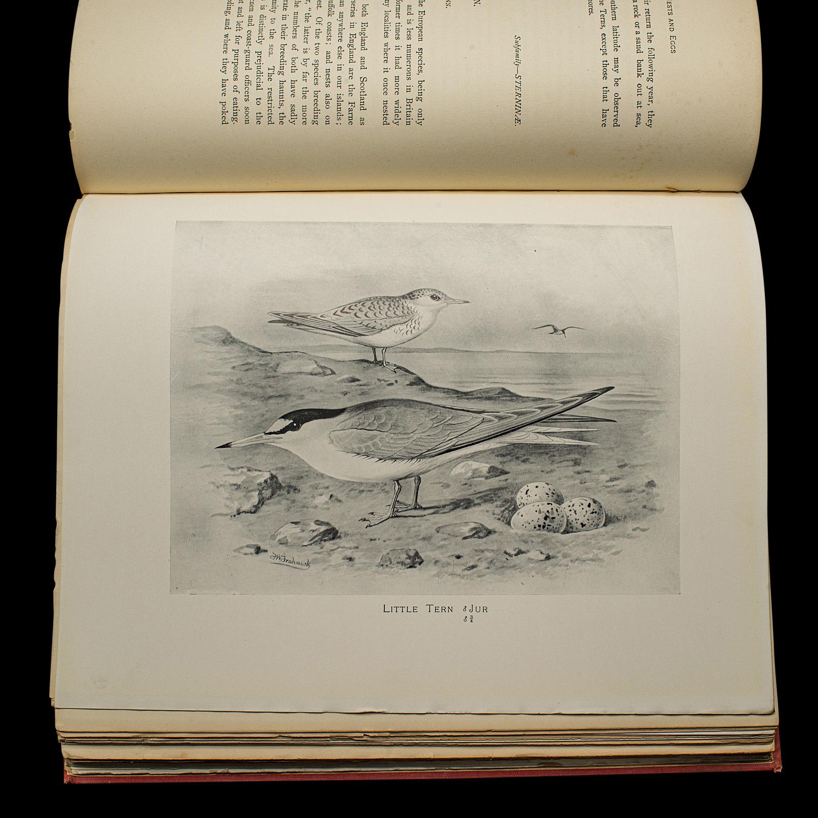 6 Vols British Birds and Their Nests, Butler, Avian Reference Book, Victorian in vendita 5