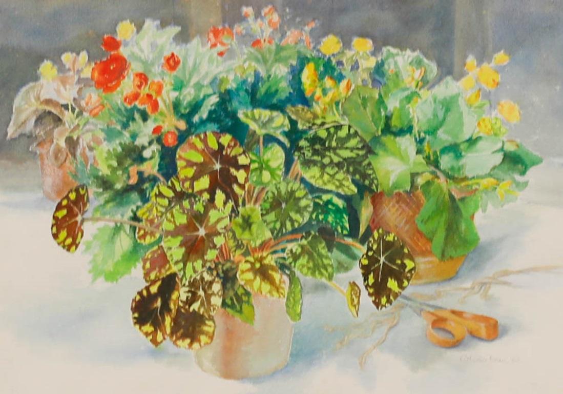 Catherine Dean (1905-1983) - Aquarelle encadrée du 20e siècle, Begonia en pot - Art de Unknown
