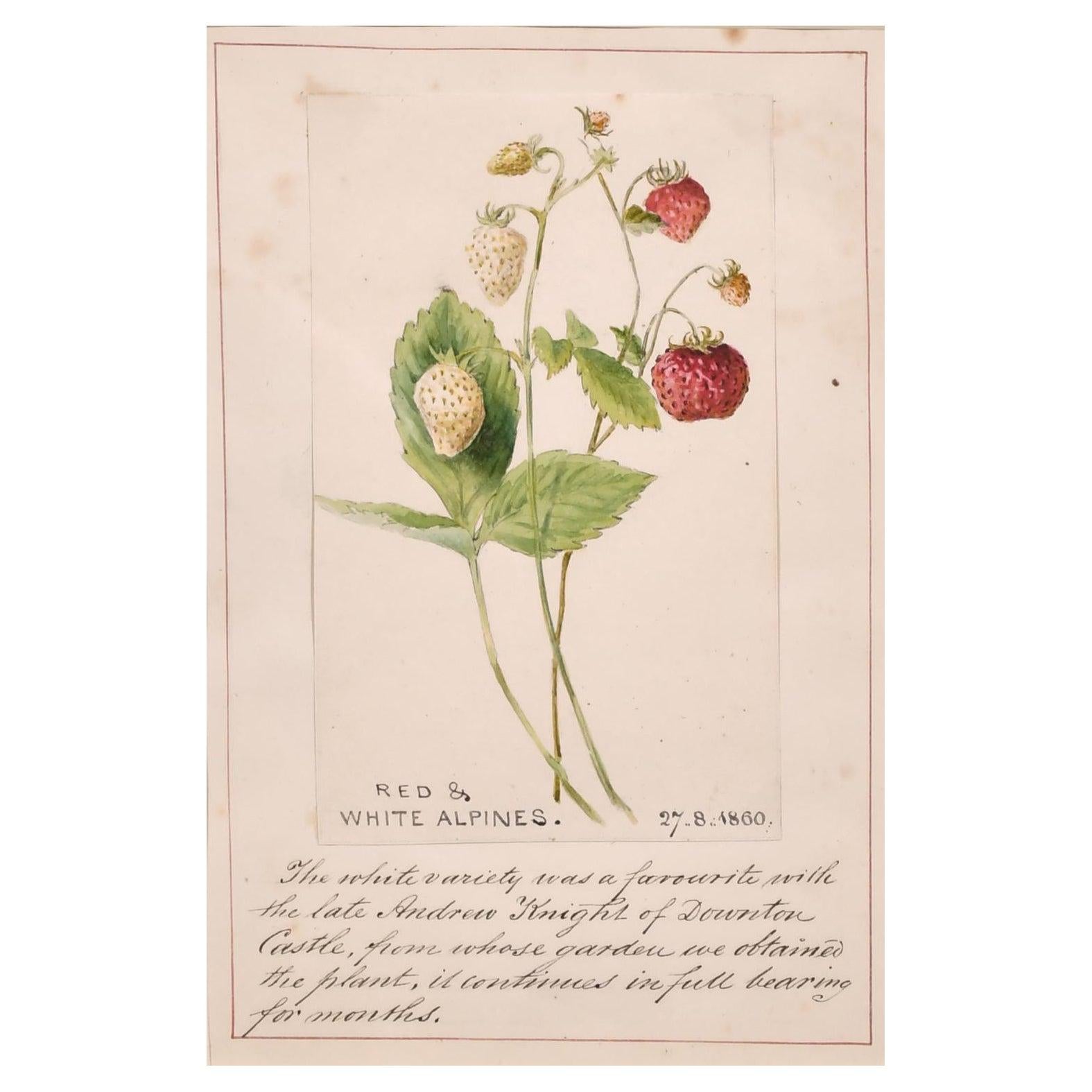 Unknown Still-Life - Fine 1860's English Botannical Watercolour Drawing Strawberries from a Castle