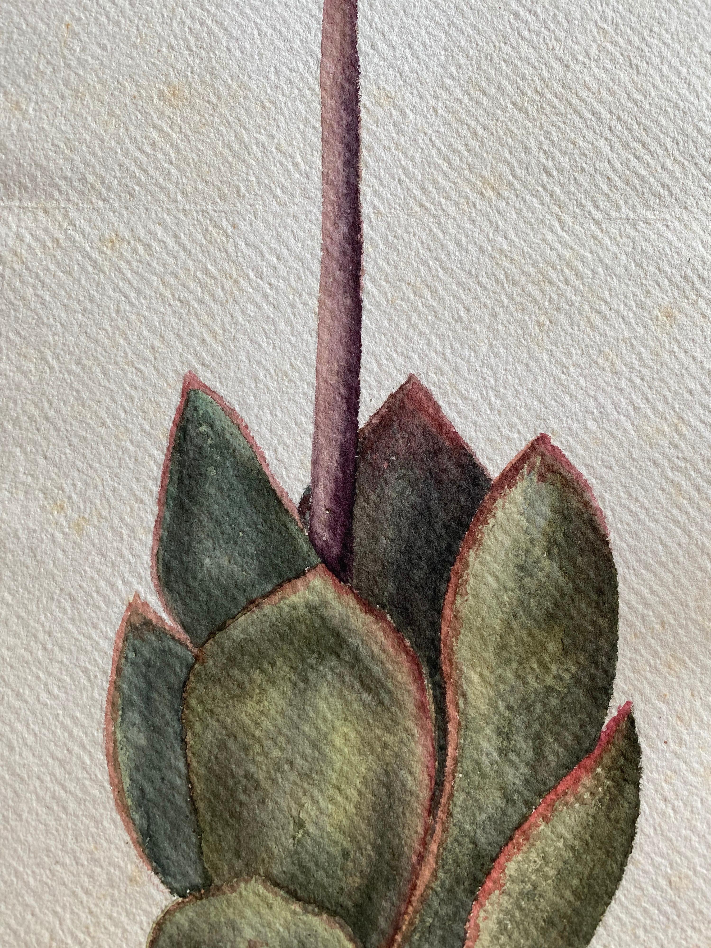 Fine Antique British Botannical Flower Watercolour Painting, circa 1900's - Art by Unknown