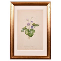 Fine 1860's Botannical Watercolour Drawing - Painted in 1867 on the Cote D'azur