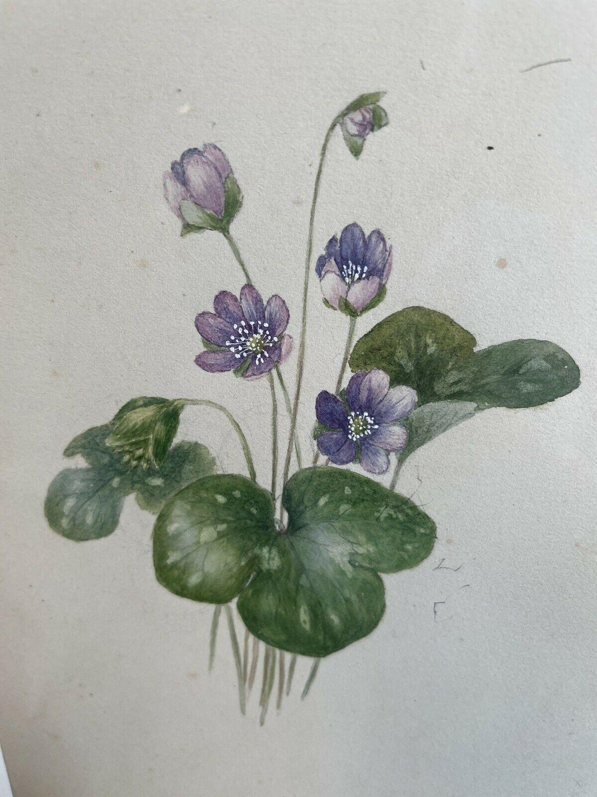 Belle aquarelle botanique des années 1860 - peinte en 1867 sur la Côte d'Azur - Art de Unknown