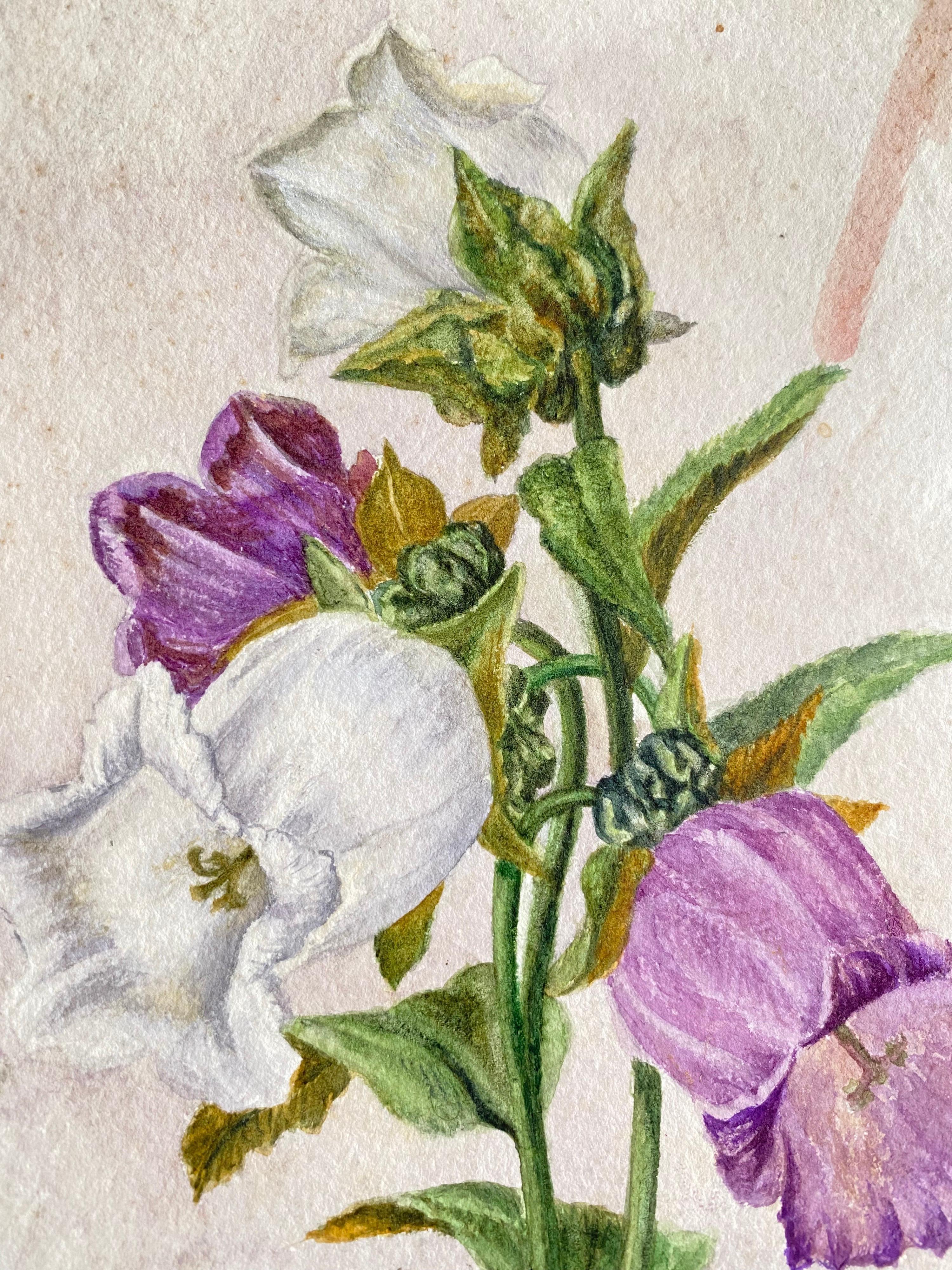 Fine Antique British Botannical Watercolour Painting, circa 1900's - Art by Unknown