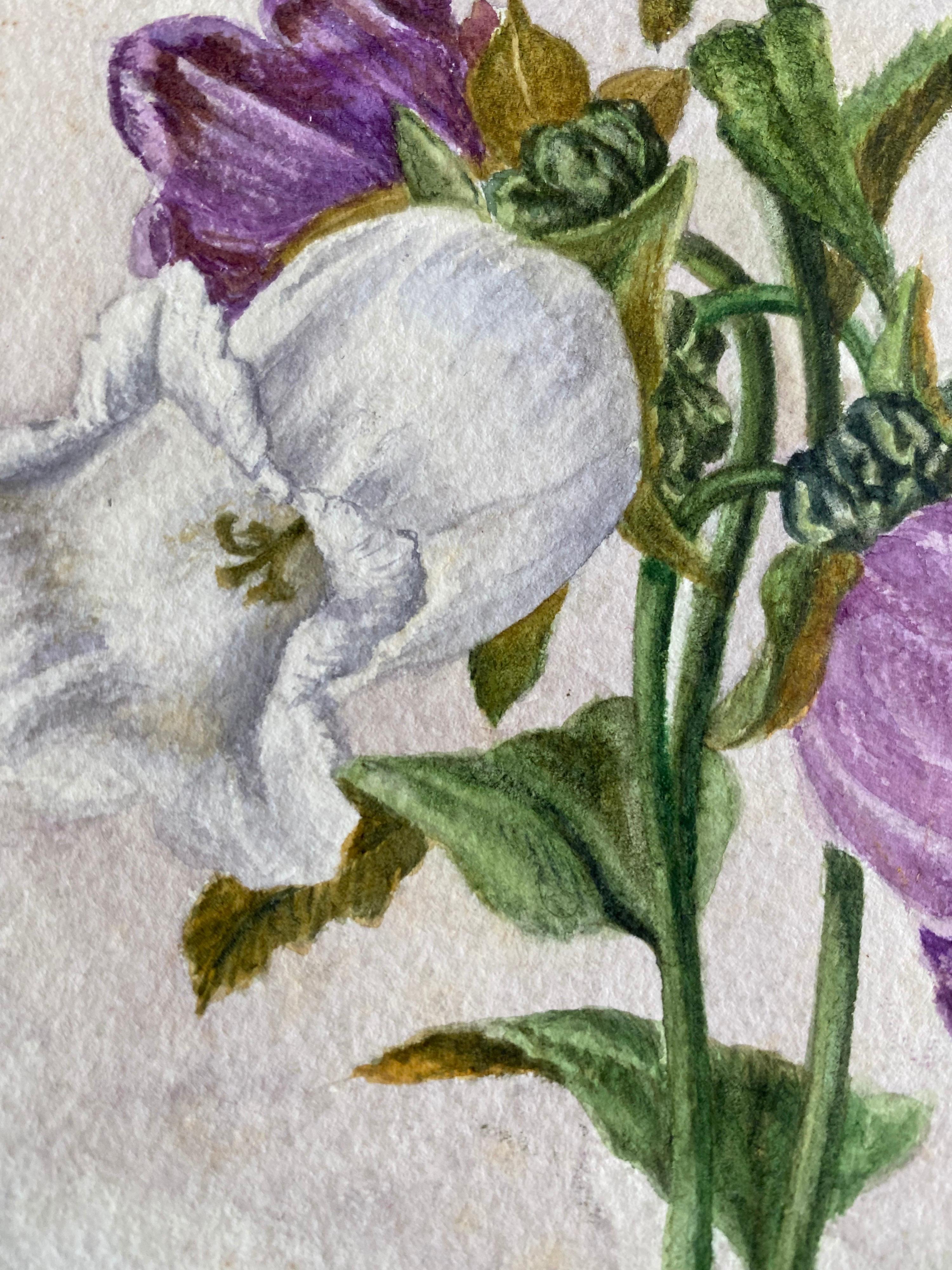 Fine Antique British Botannical Watercolour Painting, circa 1900's - Beige Still-Life by Unknown