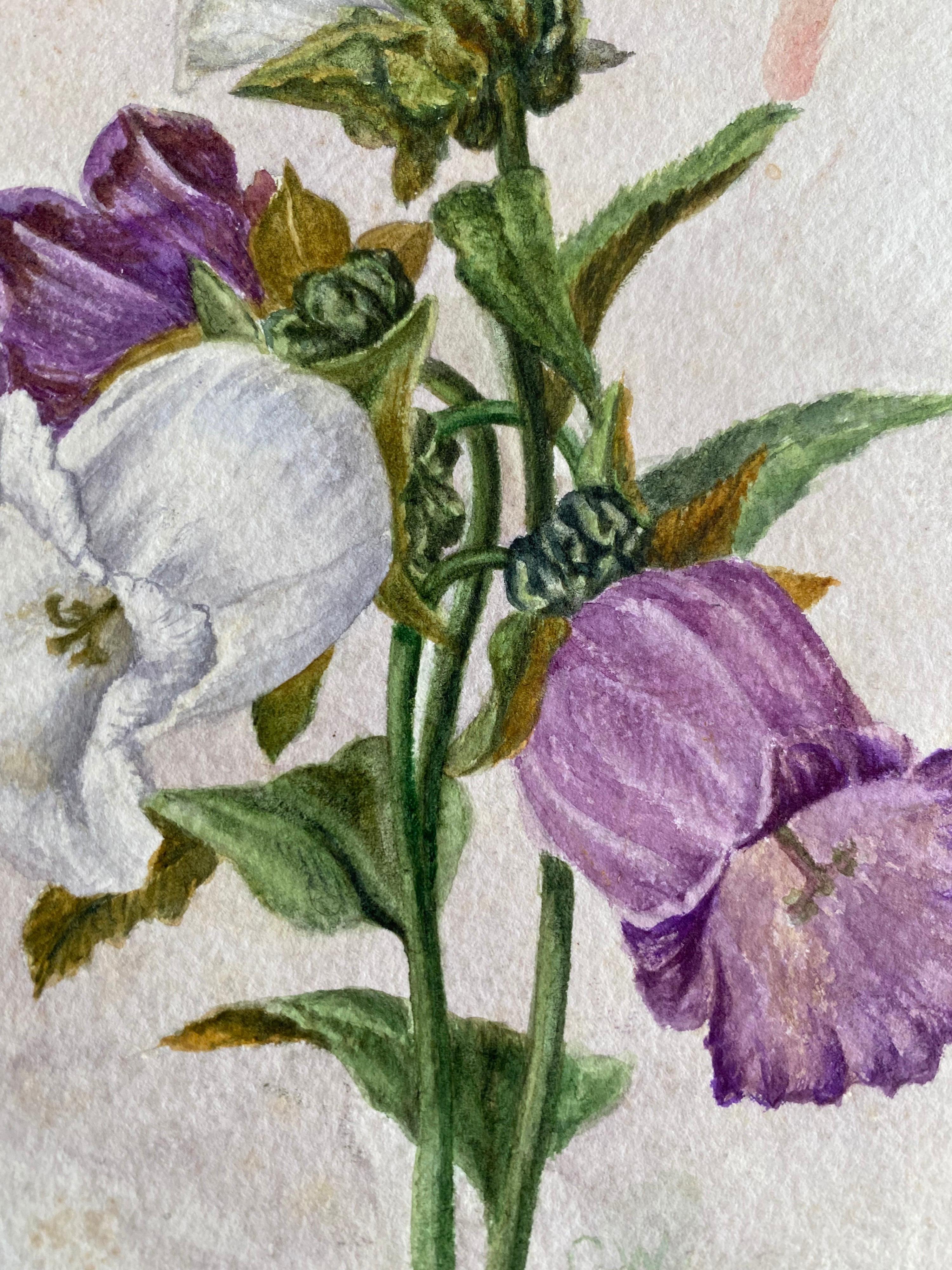 Fine Antique British Botannical Watercolour Painting, circa 1900's - Victorian Art by Unknown