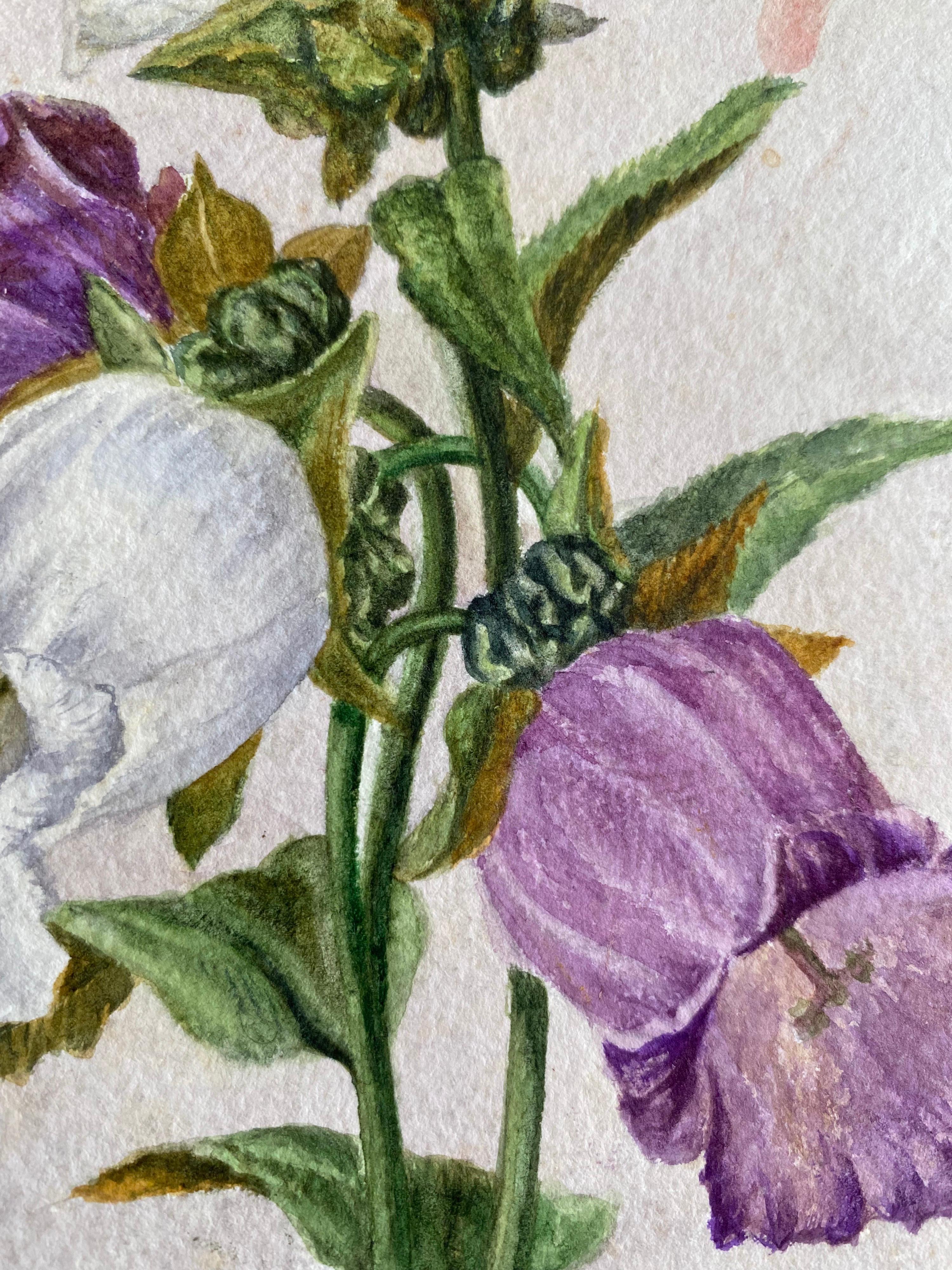 A very fine original antique English botanical watercolour painting depicting this beautiful depiction of a flower/ plant. The work came to us from a private collection in Surrey, England and had been part of an album of works assembled by the