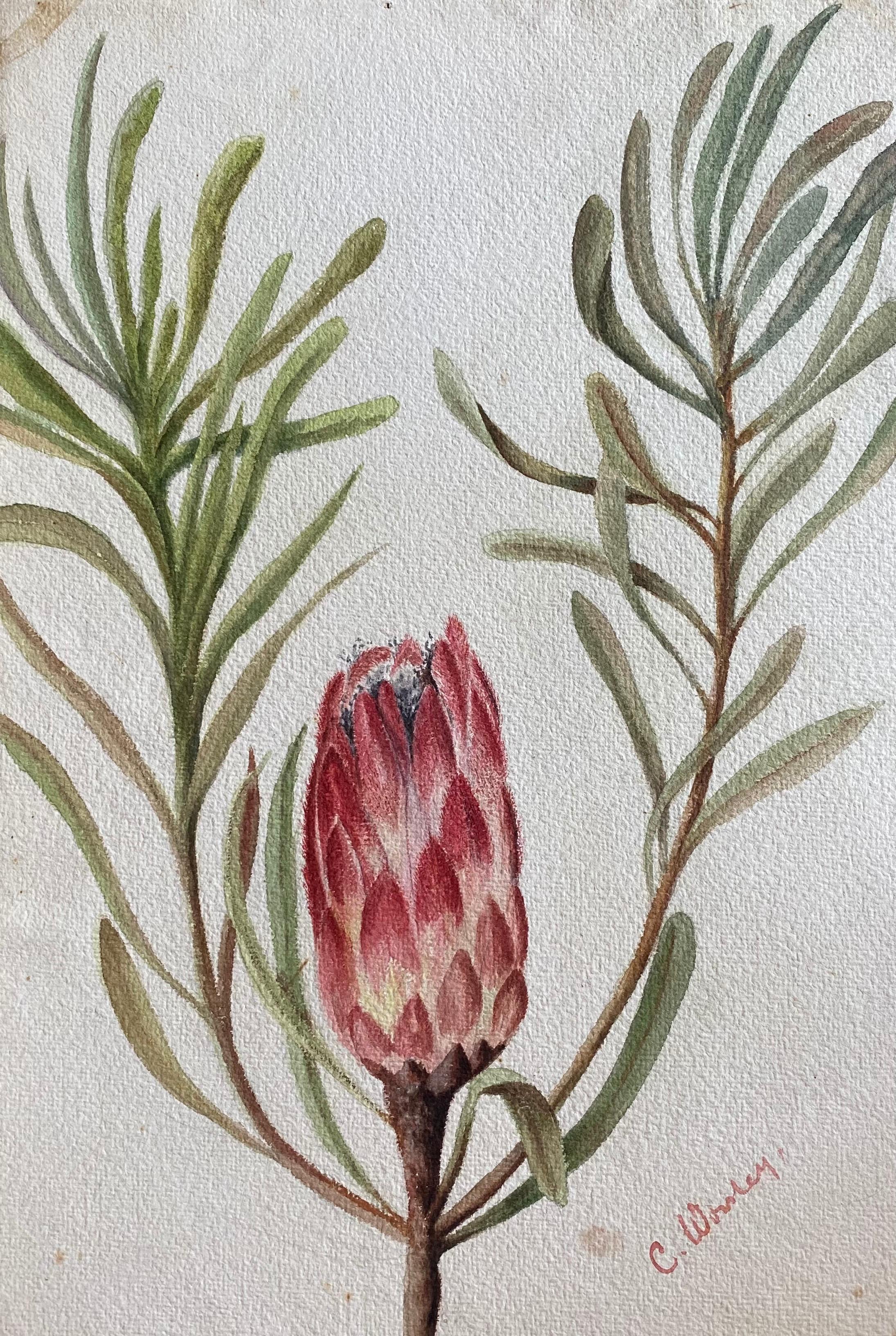 Fine Antique British Botannical Watercolour Painting, circa 1900's Pink & Green - Art by Unknown