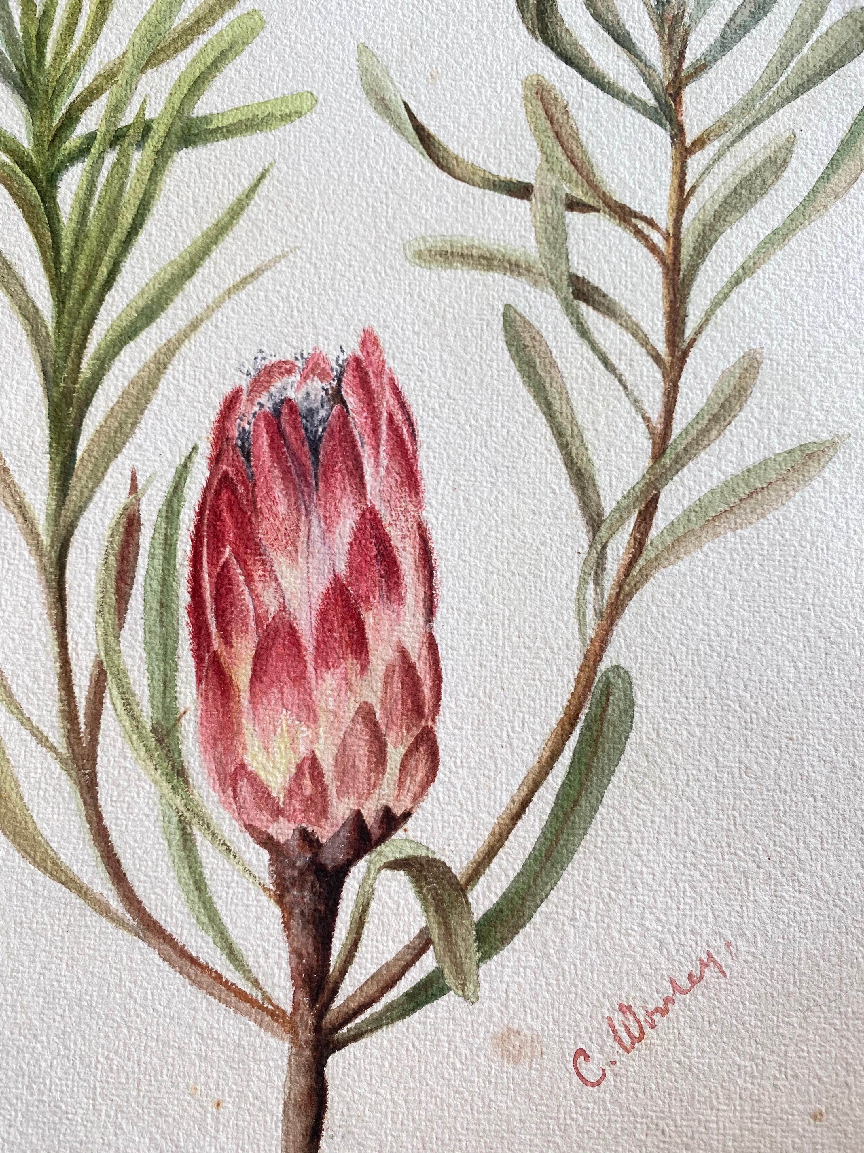 Fine Antique British Botannical Watercolour Painting, circa 1900's Pink & Green - Victorian Art by Unknown
