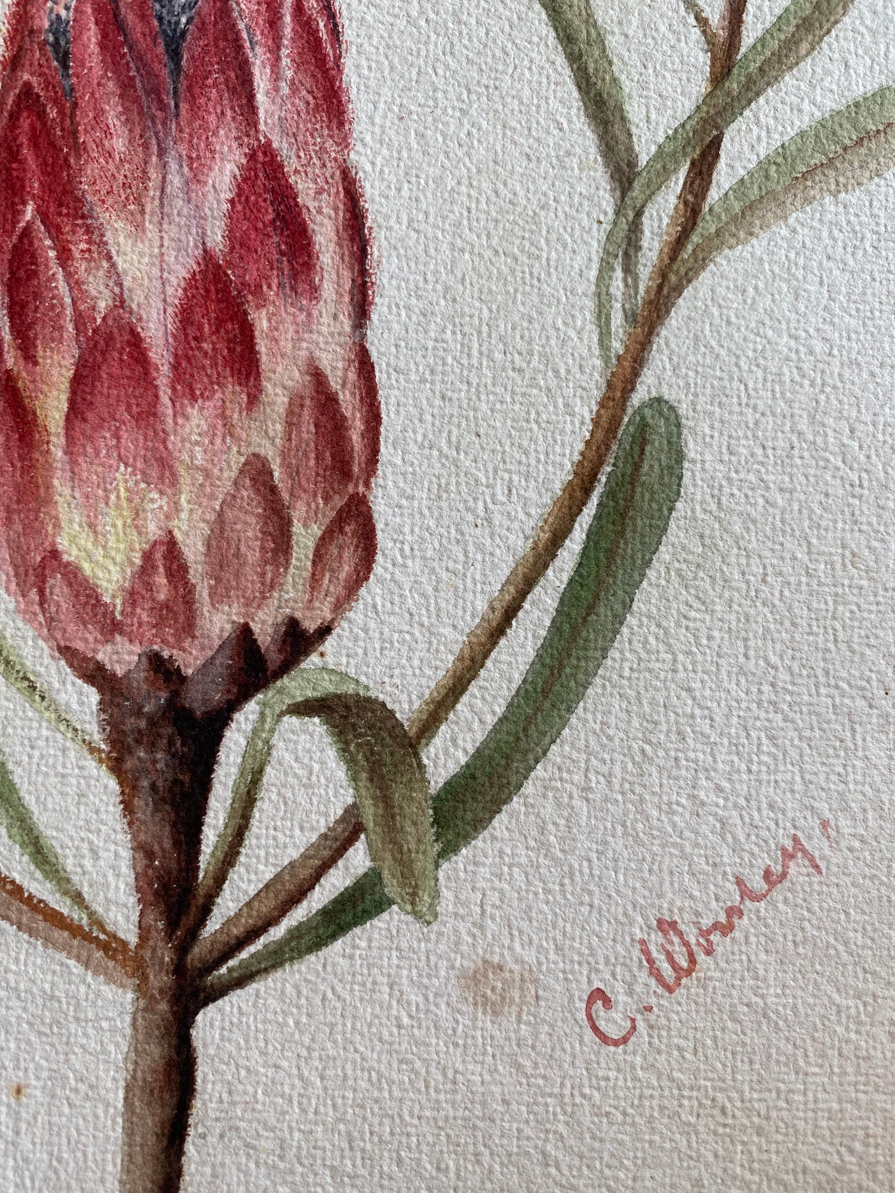 Fine Antique British Botannical Watercolour Painting, circa 1900's Pink & Green - Gray Still-Life by Unknown