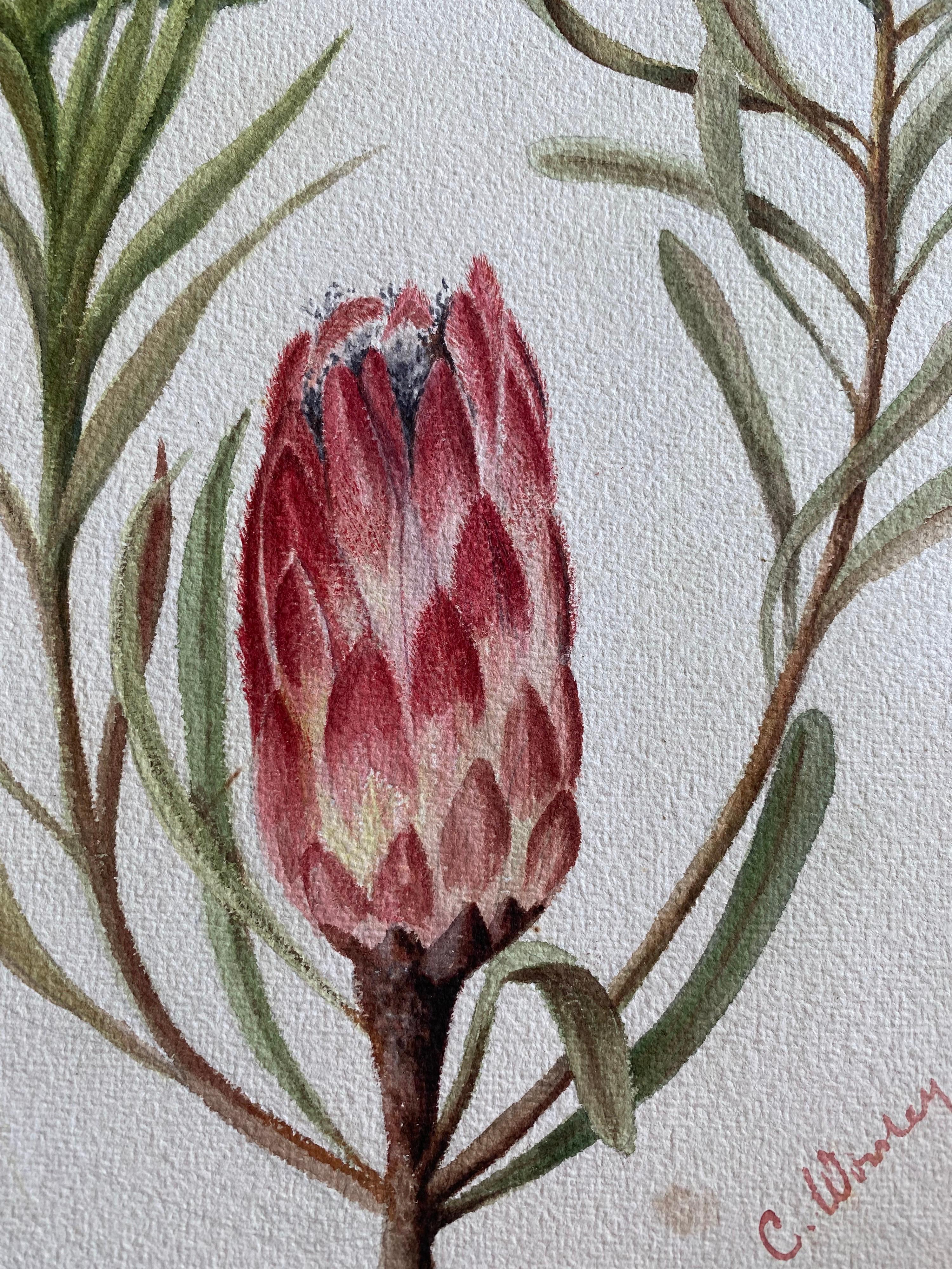 Fine Antique British Botannical Watercolour Painting, circa 1900's Pink & Green For Sale 3