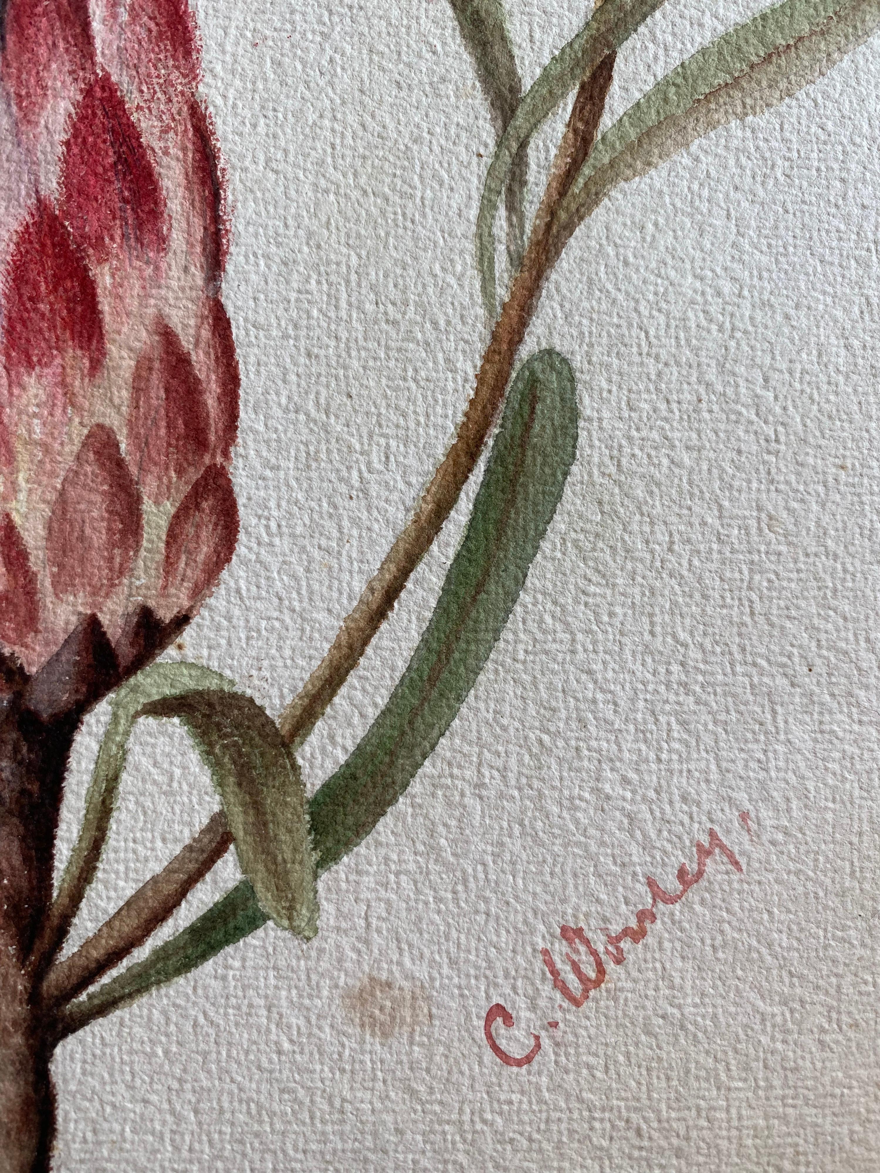 Fine Antique British Botannical Watercolour Painting, circa 1900's Pink & Green For Sale 4