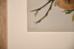 Fine 19thc Botannical Watercolour Drawing - Two Red & Green Apples & Branch