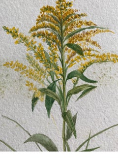 Raffinato acquerello botanico Antique British, circa 1900, giallo