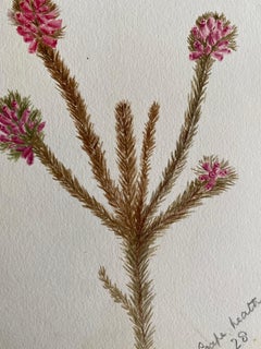 Feines antikes britisches botanisches Aquarell, circa 1900er Jahre