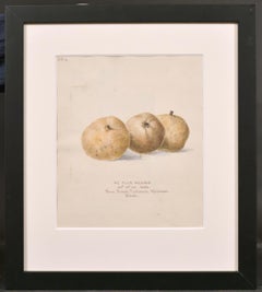 Fine 19thC Botannical Watercolour Drawing, Ne Plus Meuris, Dated 1863, Kent
