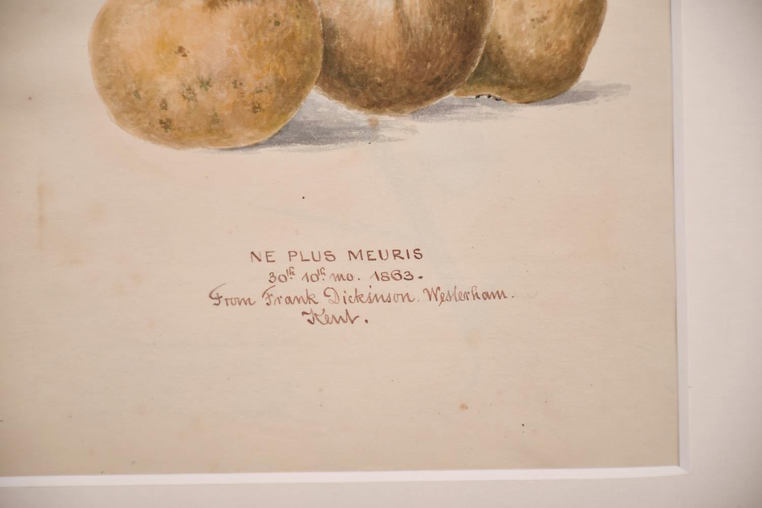 Fino dibujo botánico a la acuarela del siglo XIX, Ne Plus Meuris, fechado en 1863, Kent - Art Victoriano de Unknown
