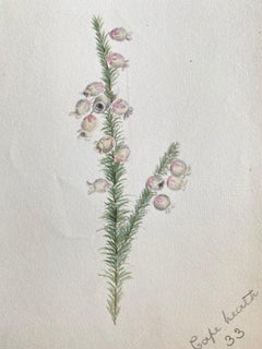 Belle aquarelle ancienne britannique sur les plantes botaniques, vers 1900