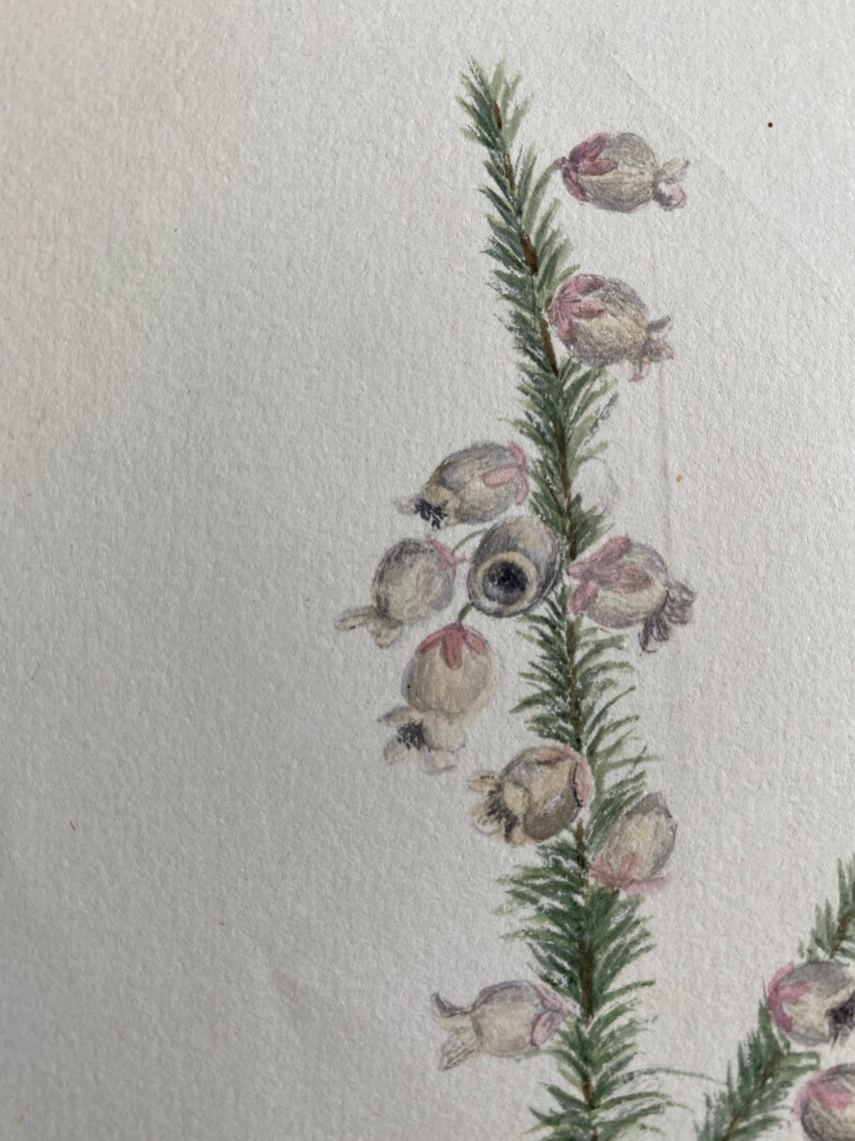 Fine Antique British Botannical Plant Watercolour Painting, circa 1900's - Victorian Art by Unknown