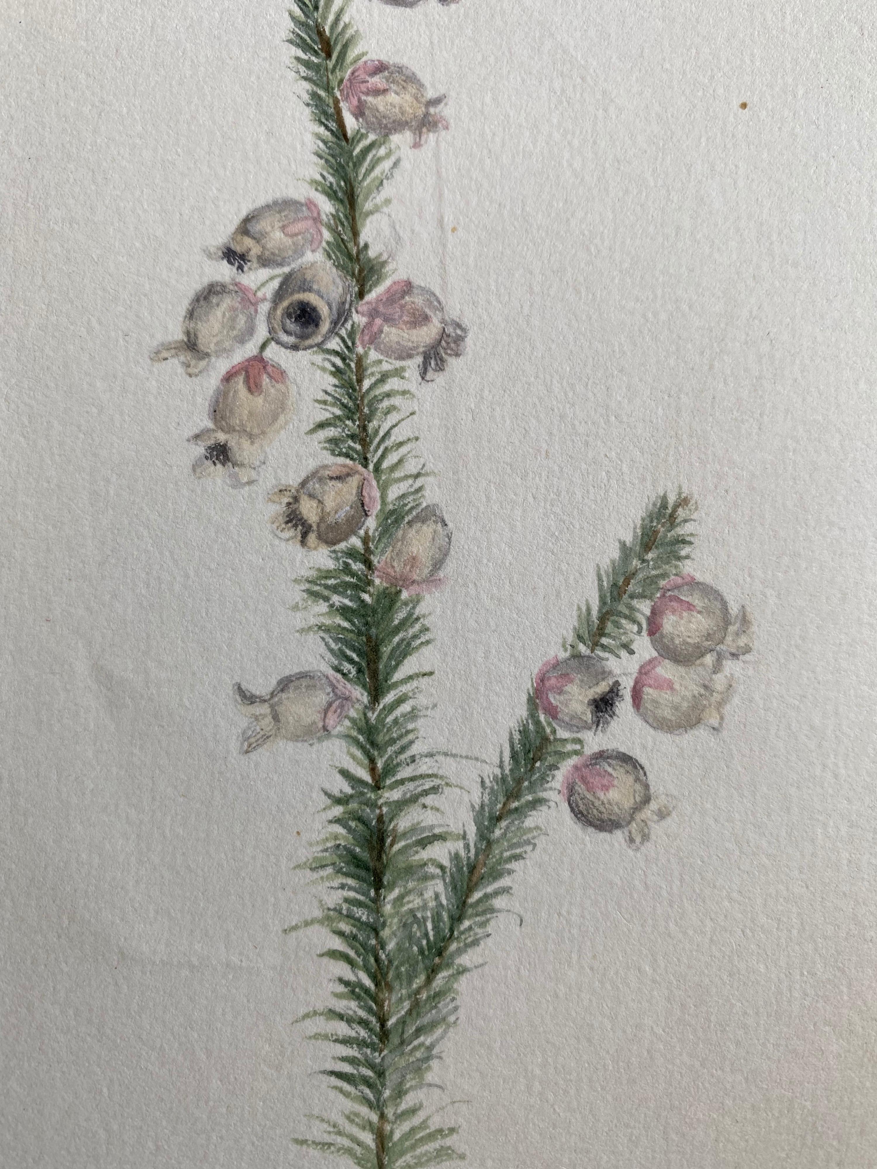 Fine Antique British Botannical Plant Watercolour Painting, circa 1900's - Gray Still-Life by Unknown