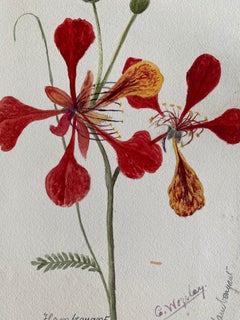 Raffinato acquerello botanico Antique British, circa 1900, Fiori rossi