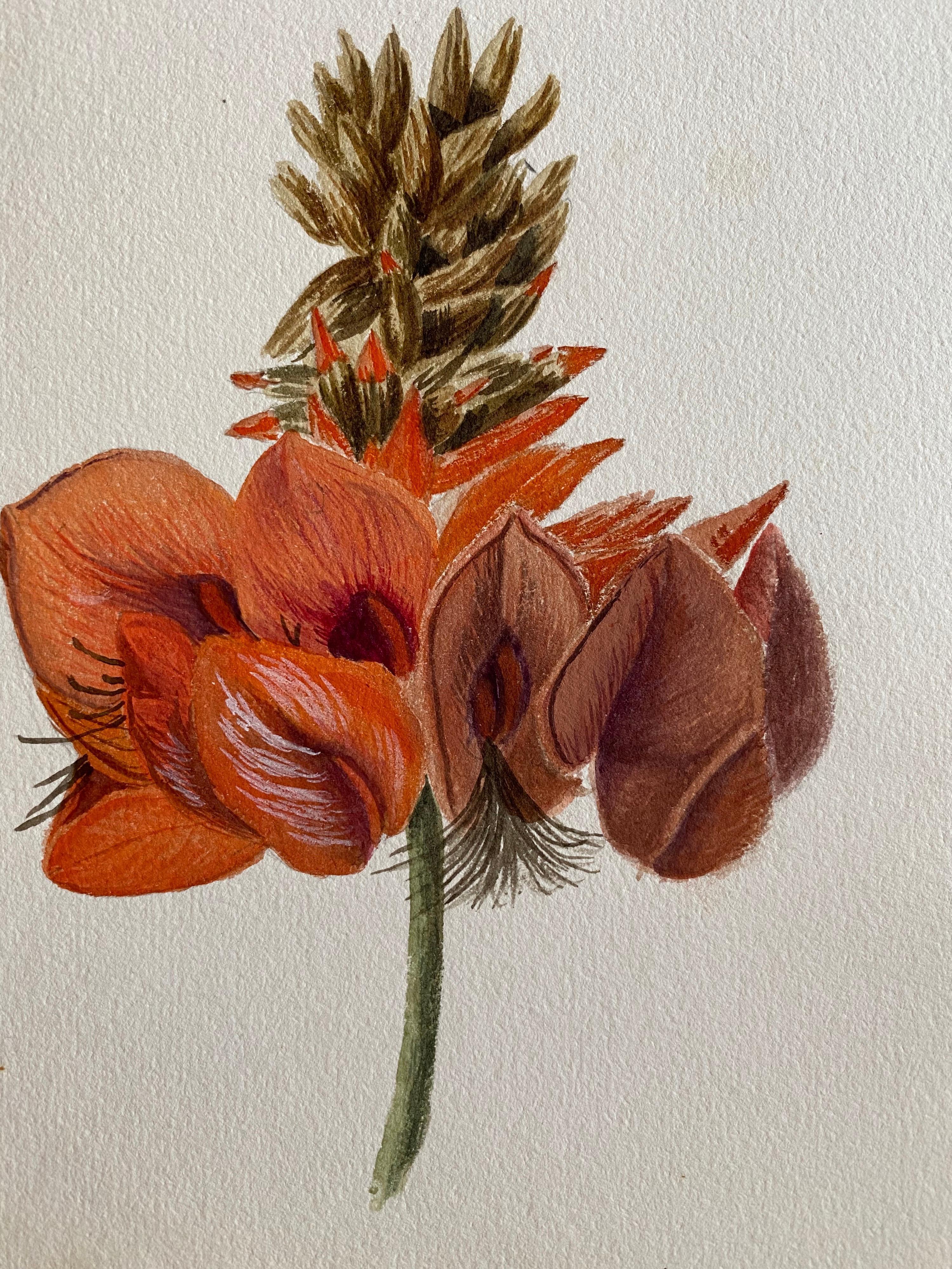 Belle aquarelle botanique britannique ancienne, vers 1900 - Art de Unknown