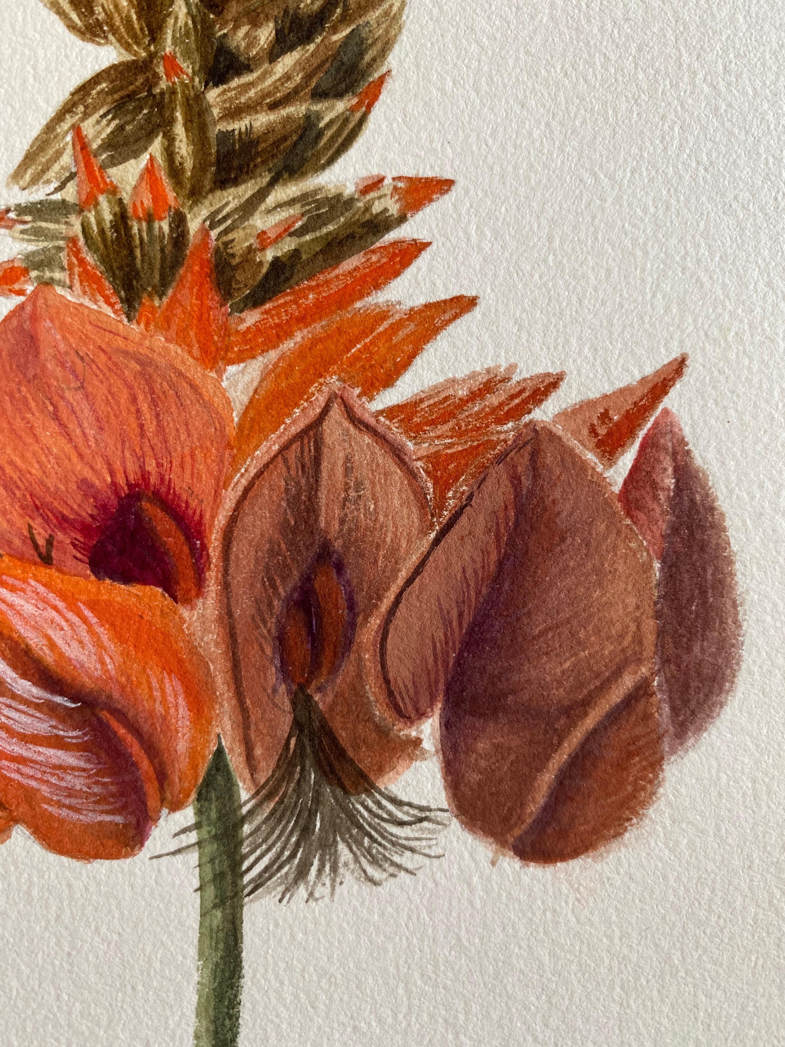 Une très belle aquarelle botanique anglaise ancienne représentant cette magnifique représentation d'une fleur/plante. L'œuvre nous est parvenue d'une collection privée du Surrey, en Angleterre, et faisait partie d'un album d'œuvres rassemblées par