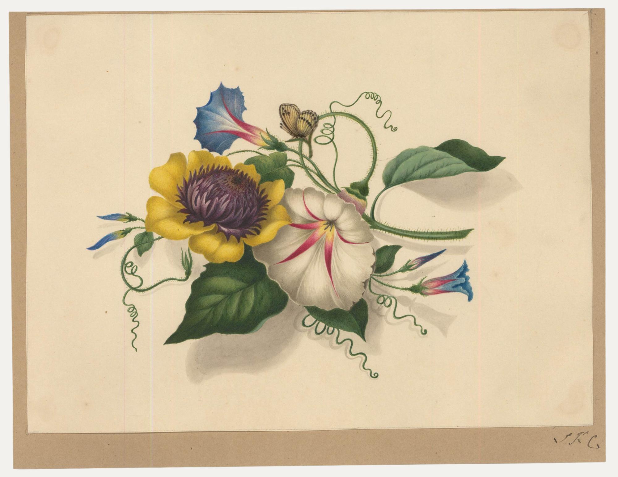 Unknown Still-Life – Sophia Katherine Charleton (1789-1844) - Aquarell, Blüte mit Schmetterling
