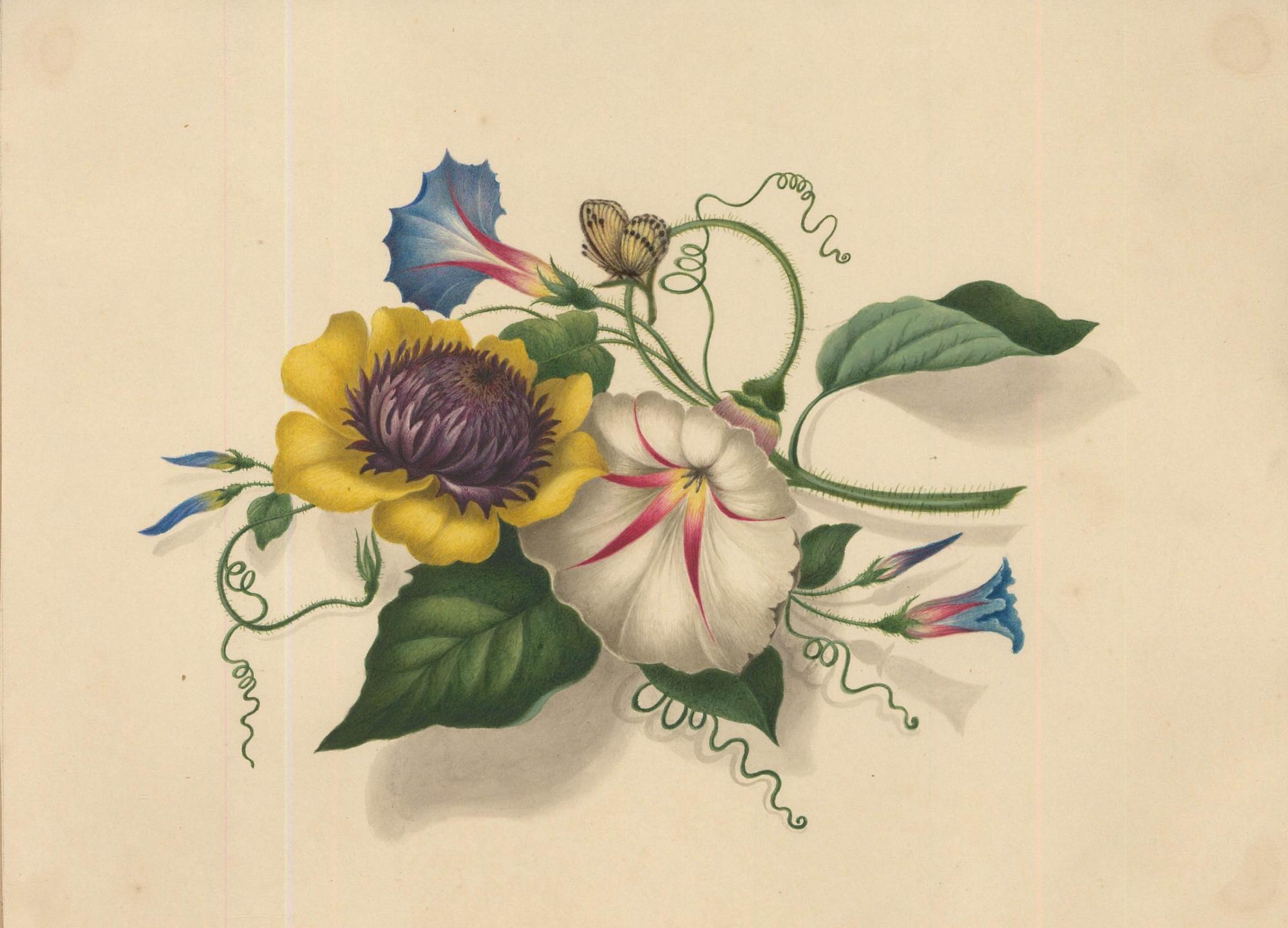 Sophia Katherine Charleton (1789-1844) - Aquarell, Blüte mit Schmetterling – Art von Unknown