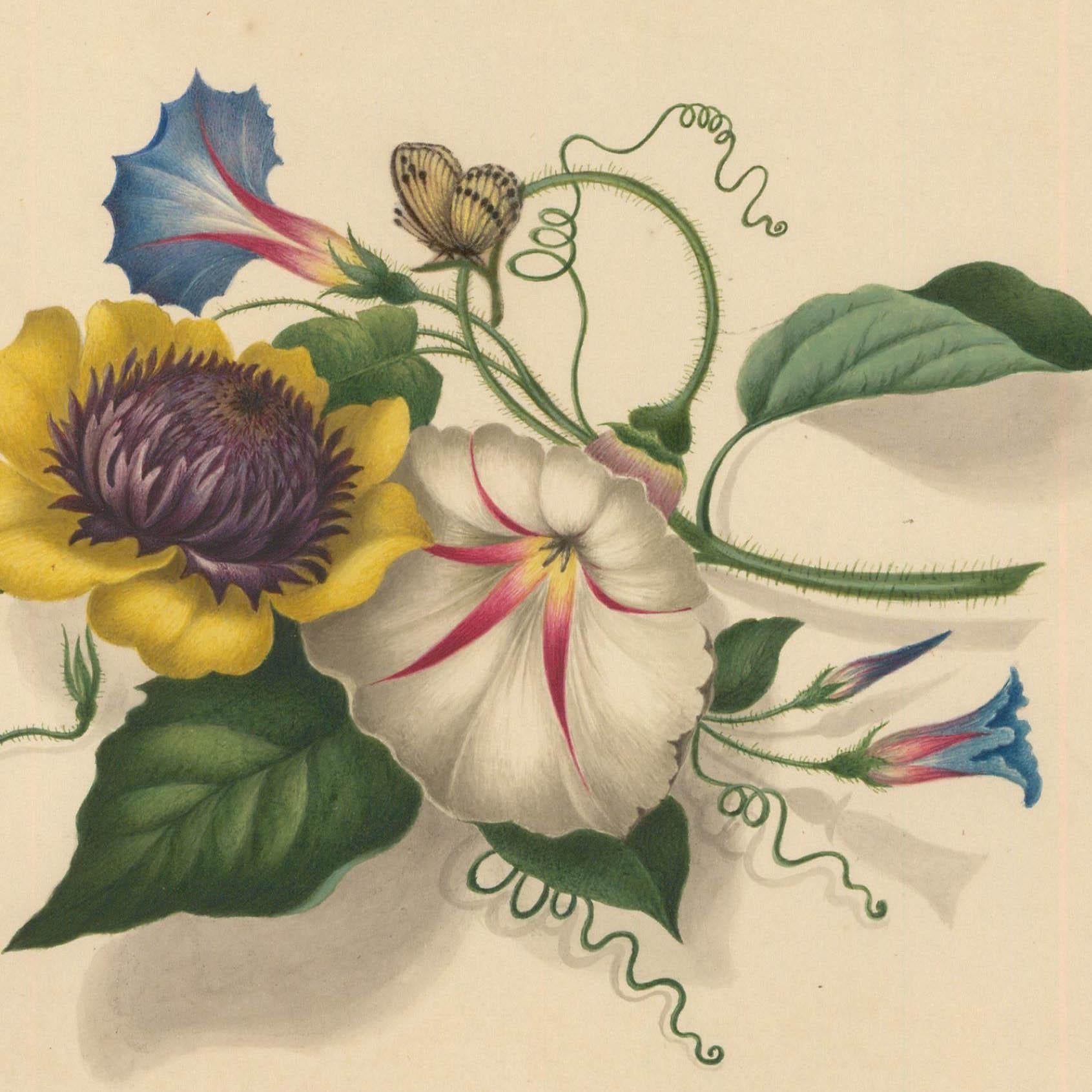 Sophia Katherine Charleton (1789-1844) - Aquarell, Blüte mit Schmetterling (Beige), Still-Life, von Unknown