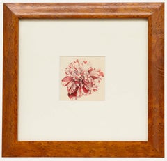 Sophia Katherine Charleton (1789-1844) - Watercolour, Striped Carnation