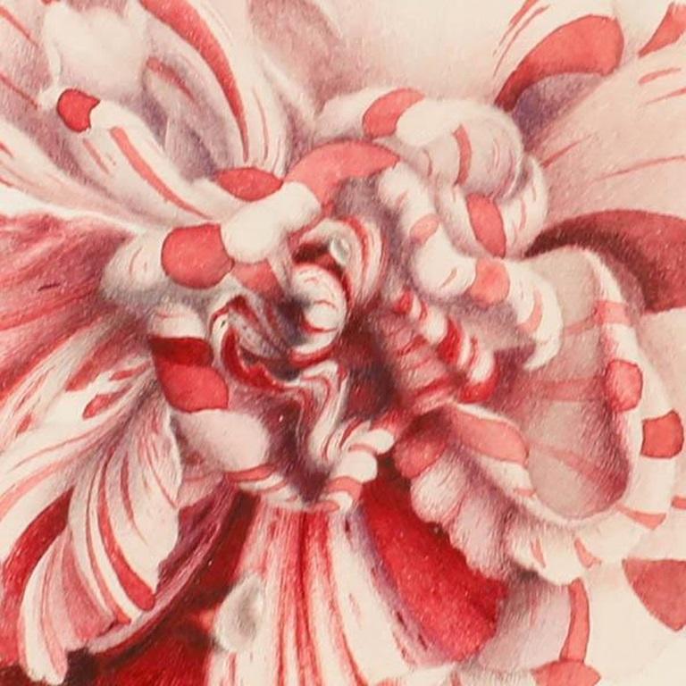 Sophia Katherine Charleton (1789-1844) - Watercolour, Striped Carnation - Beige Still-Life by Unknown