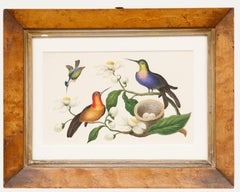 Sophia Katherine Charleton (1789-1844) - Watercolour, Hummingbirds