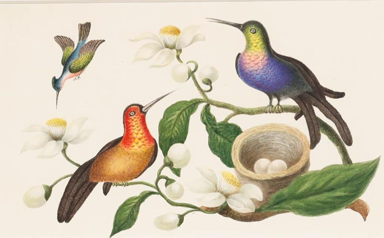 Sophia Katherine Charleton (1789-1844) - Watercolour, Hummingbirds - Art by Unknown