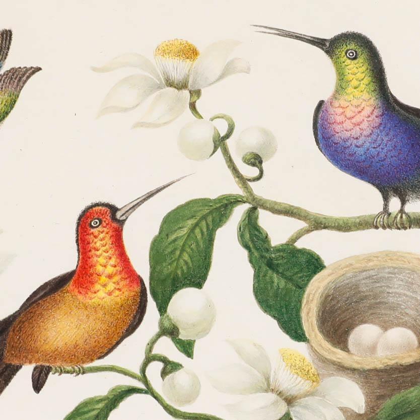 A charming and vividly detailed early 19th-century ornithological study by artist Sophia Katherine Charleton (1789–1844), depicting brilliantly coloured hummingbirds. Unsigned. Beautifully presented in a bird's-eye maple frame. On paper.