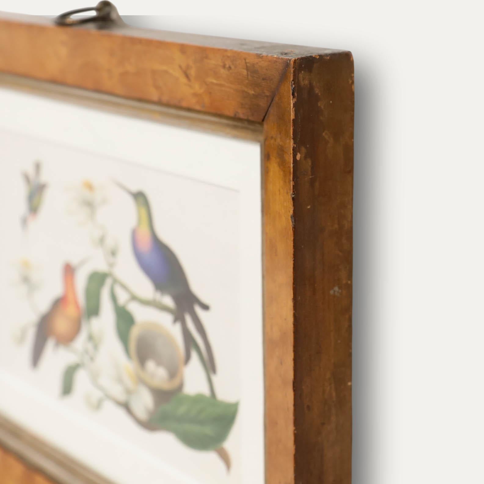 Sophia Katherine Charleton (1789-1844) - Watercolour, Hummingbirds For Sale 1