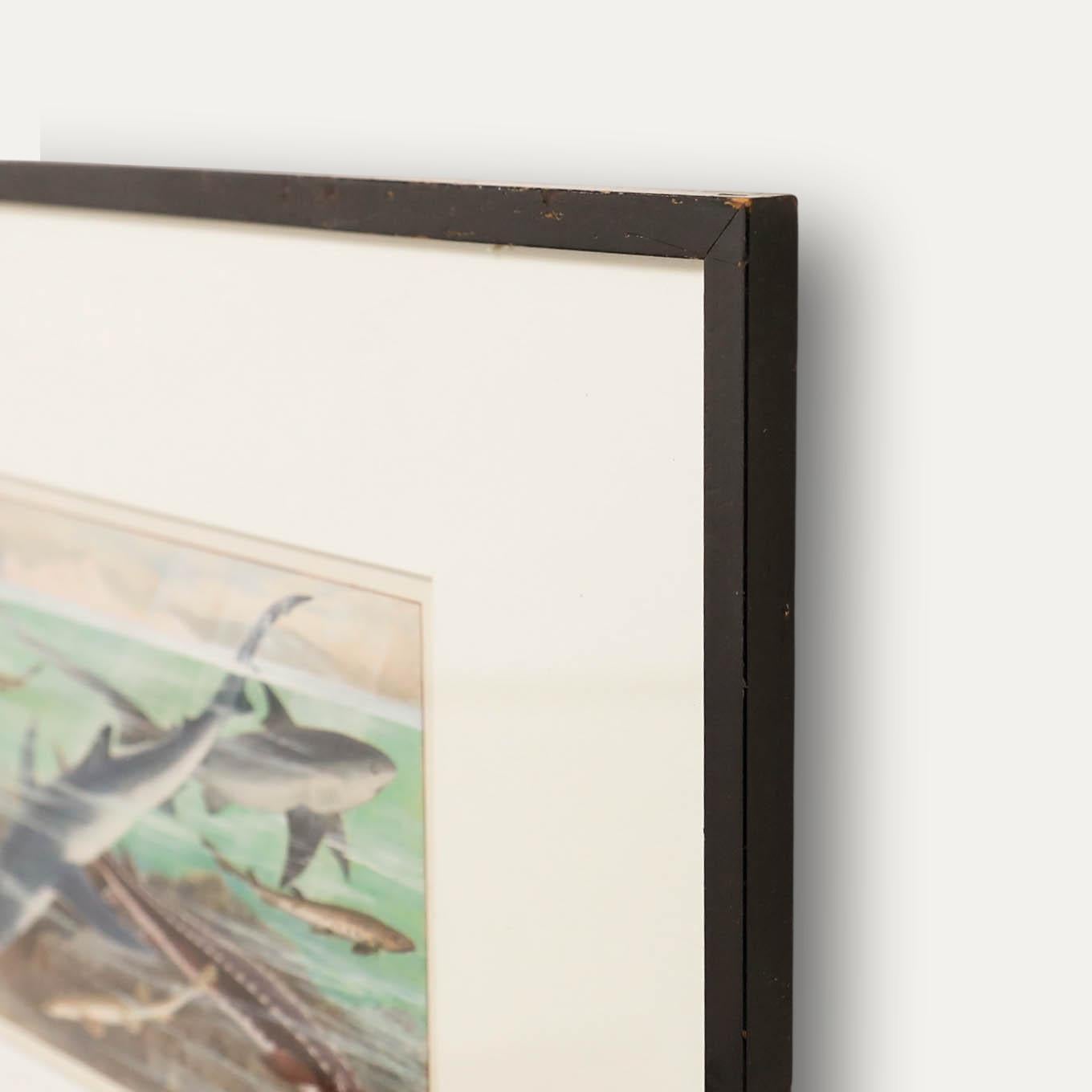 Gouache du début du 20e siècle - Requins britanniques en vente 1