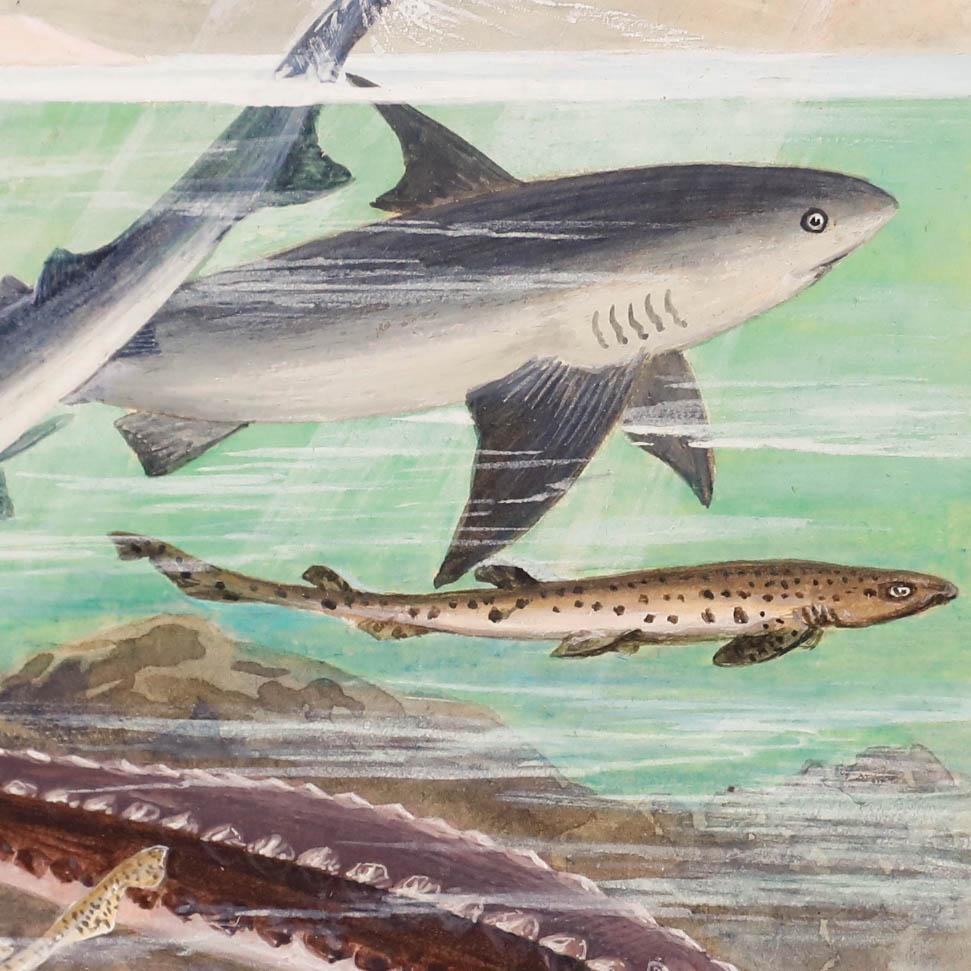 Une étude détaillée des requins présents dans les eaux britanniques avec pour toile de fond les falaises blanches de Douvres. Bien présenté dans un simple cadre noir. Signé 