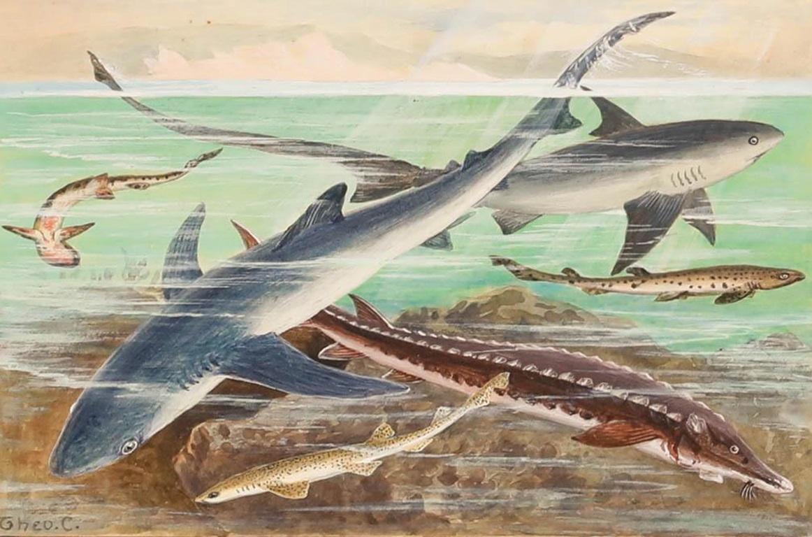 Gouache du début du 20e siècle - Requins britanniques - Art de Unknown