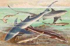 Early 20th Century Gouache - British Sharks