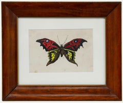 Framed 19th Century Watercolour - Study of a Butterfly