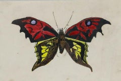 Framed 19th Century Watercolour - Study of a Butterfly