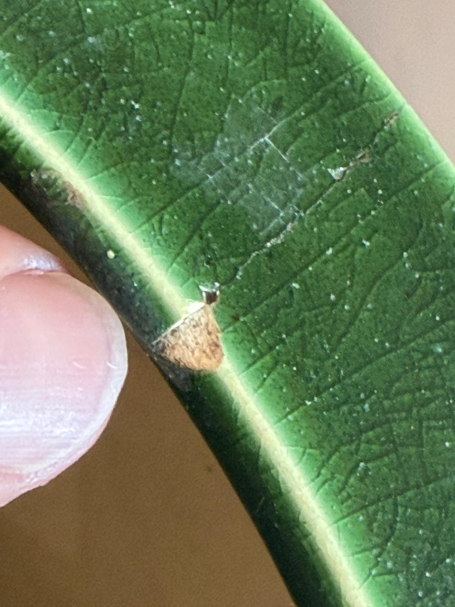 60s Pop Art Hand gemalt Keramik Schirmständer Halter abstrakte Harlekin im Angebot 1