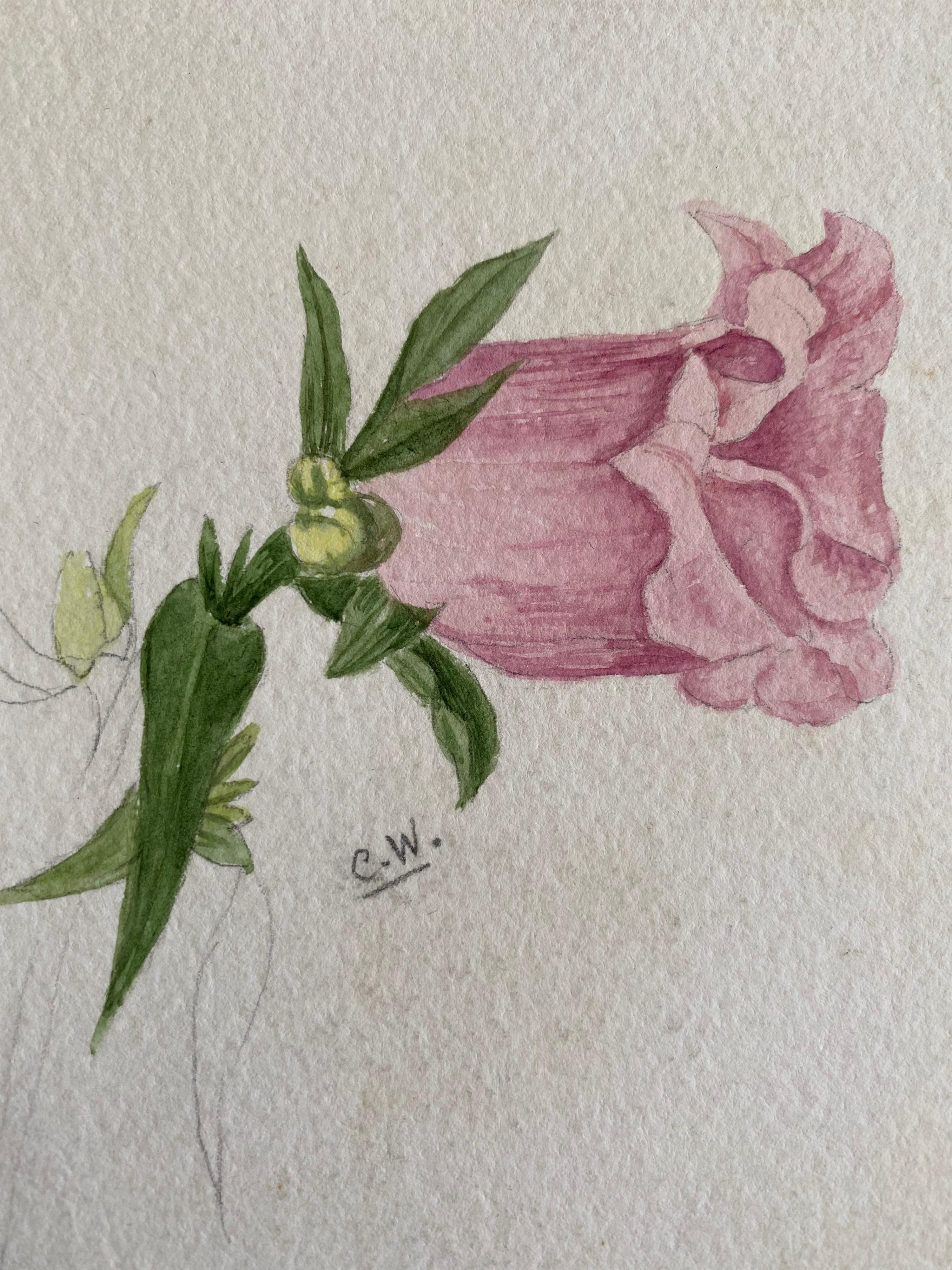 Fine Antique British Botannical Watercolour Painting, circa 1900's - Art by Unknown
